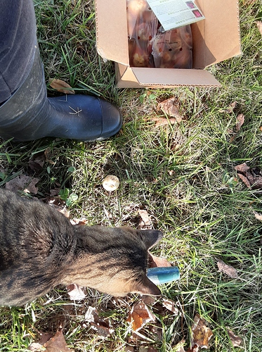 Satin Helping Plant Tulips