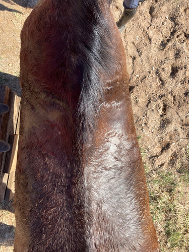 Bennie's sweaty back