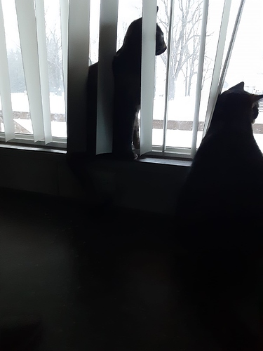 Cat Silhouettes against Snow 20322