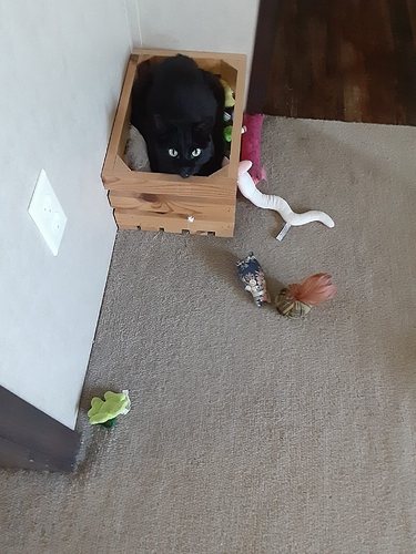 Pharaoh in Toy Box