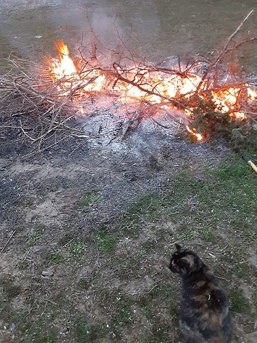 Rascal with Bonfire