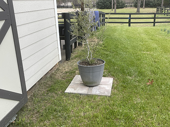 olivetree