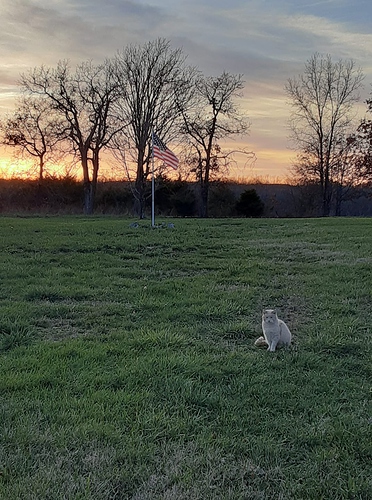 Cotton and Sunset Thanksgiving 2020