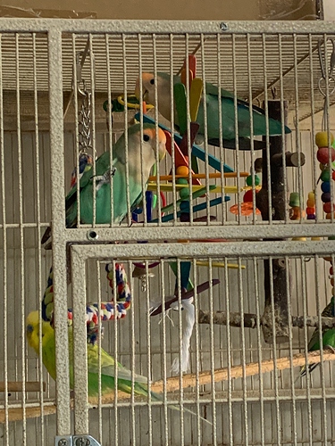 Lovebirds Keets