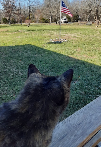 Rascal Watching Power Truck