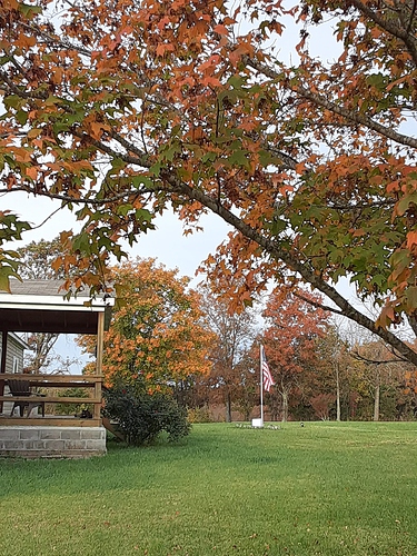 Autumn 2023 Sugar Maple to Sugar Maple with Rascal on Porch 102423