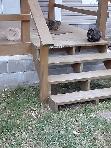 Cotton, Satin, and Rascal 111623