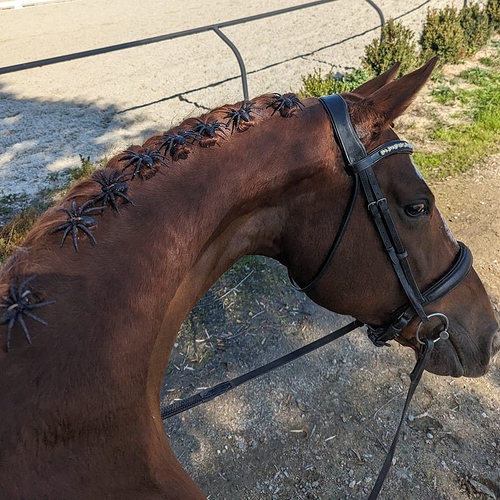 spider braids