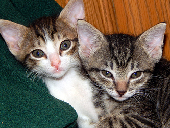 tiny and maximus 1