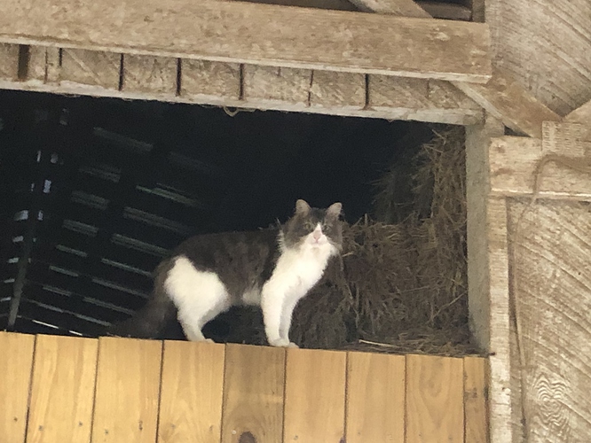 Hippie hay loft