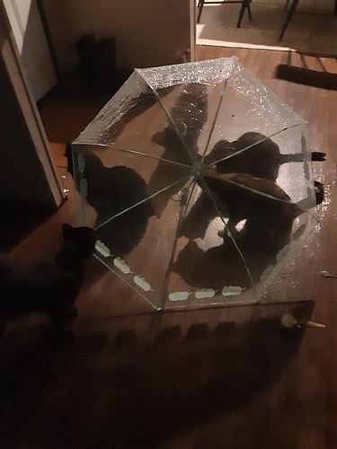 Five Cats with Umbrella 060924