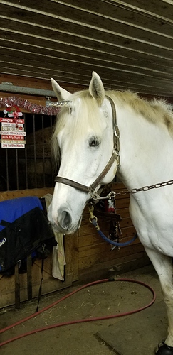 Jake Unicorn 1