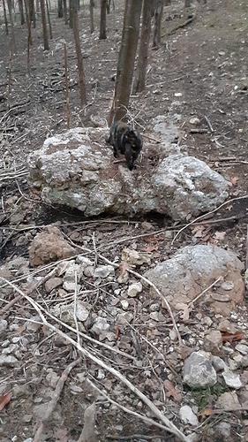 Rascal on Boulder 120523