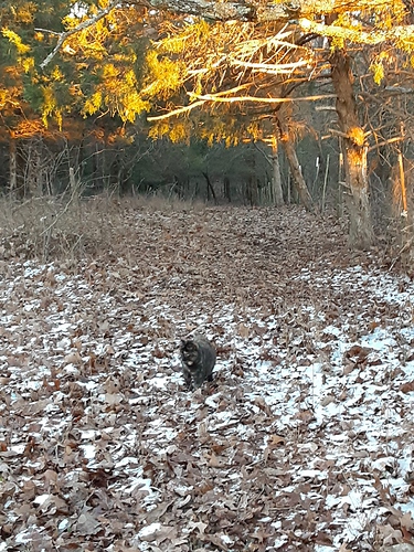 Rascal at the Edge of Woods at Sunset 1322