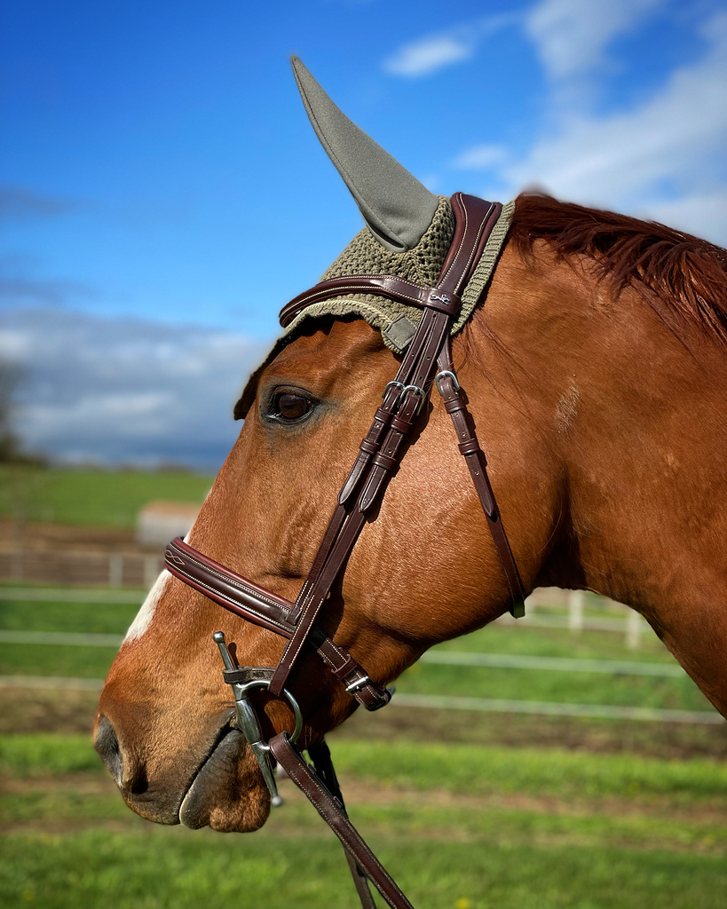 【YOURNUS】Cledor Balloon Leather Jumper Help Me Spend Money Round Two: Figure 8 Bridle - Eventing
