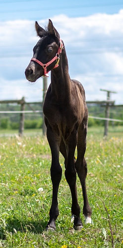 Raven3weeks-stand