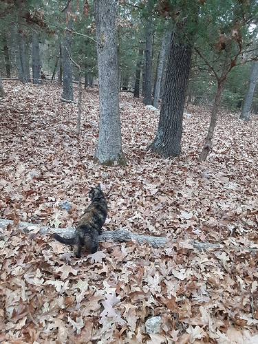 Rascal in Woods 111623