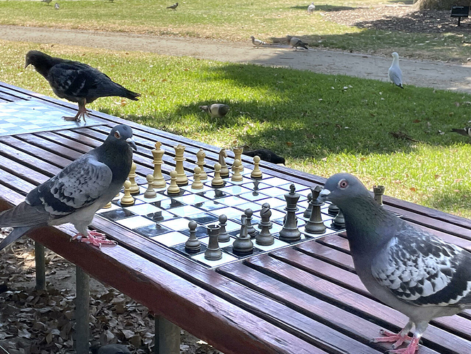 pigeon chess