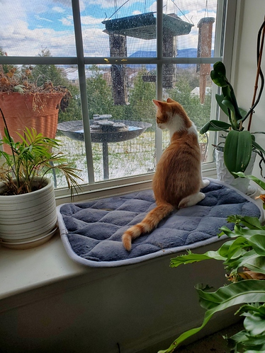 chloe window