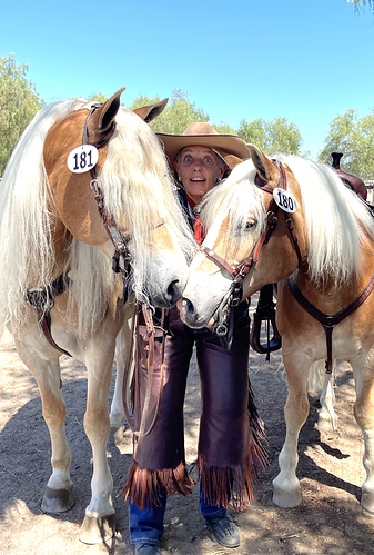 Haflinger Fun
