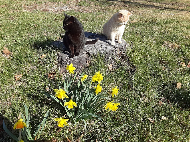 Bagheera and Cotton on Stump behind Daffodils 32722