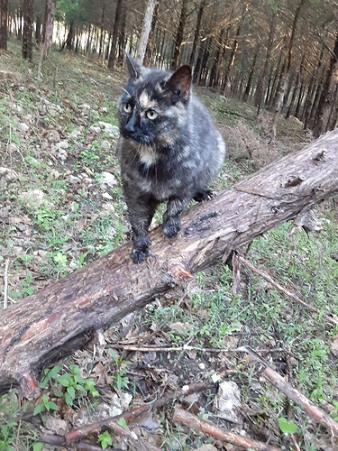 Rascal on Fallen Tree 5722