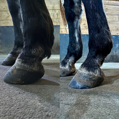 Comparison - LF - 05.13.25