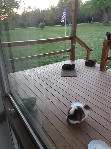 Cats on Porch at Evening