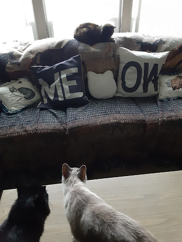 Mystery and Atticus Watching Little Bit on Couch 32424