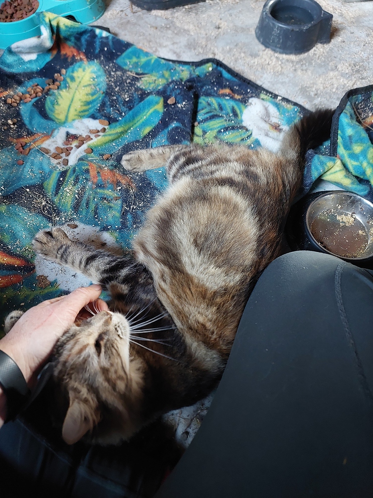 Heavily Pregnant Stray Cat The Menagerie Chronicle Forums heavily-pregnant-stray-cat-the-menagerie-chronicle-forums