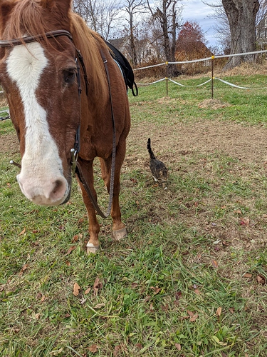 kc and penny