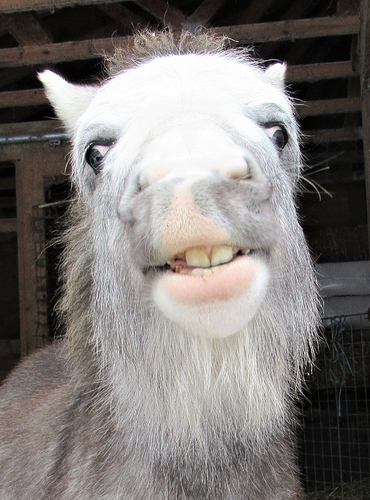 GuntherMule