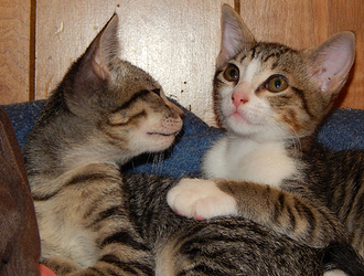 kittens 6