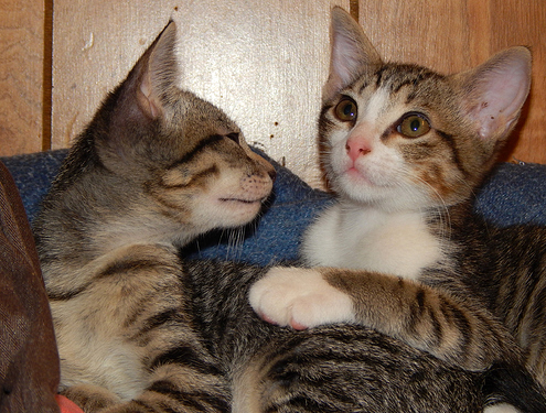 kittens 6