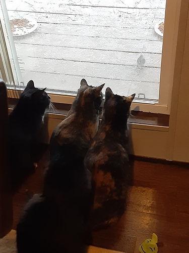 Cats Birdwatching 22322