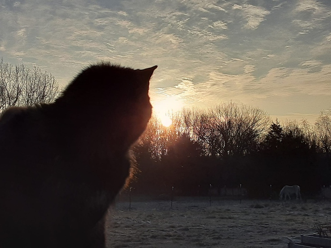 Rascal and Toccata at Sunrise 2 12023