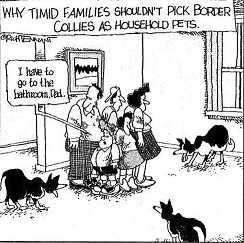 border collies