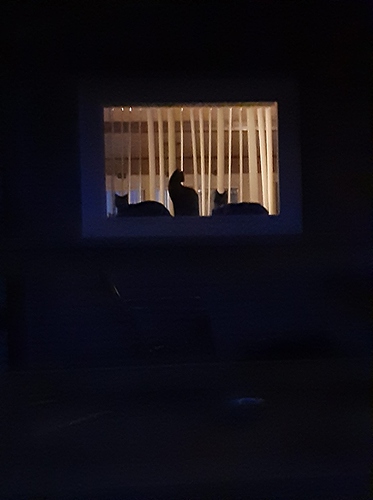 Cats Silhouette in Window