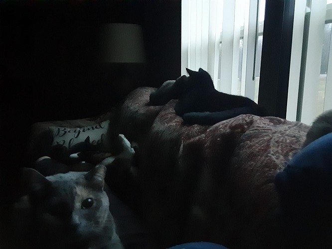 Cats in Power Outage