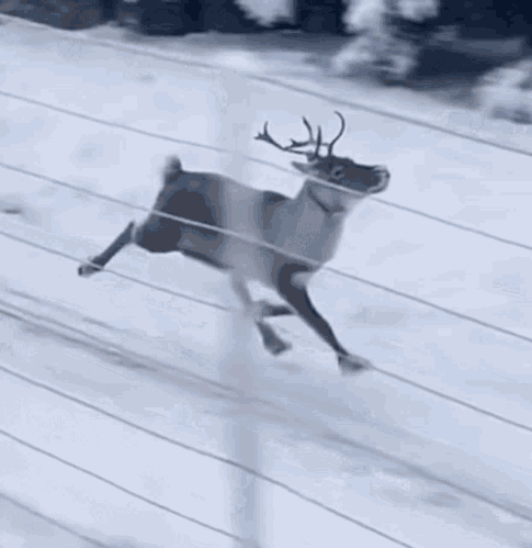 funny-running-reindeer-reindeer