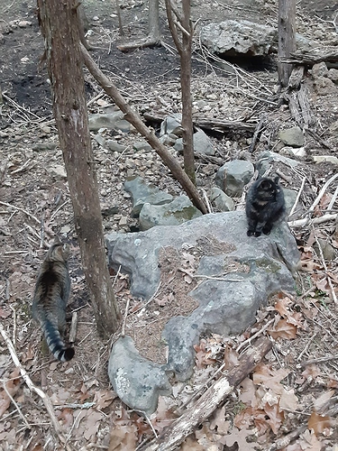 Satin and Rascal in the Woods 31324