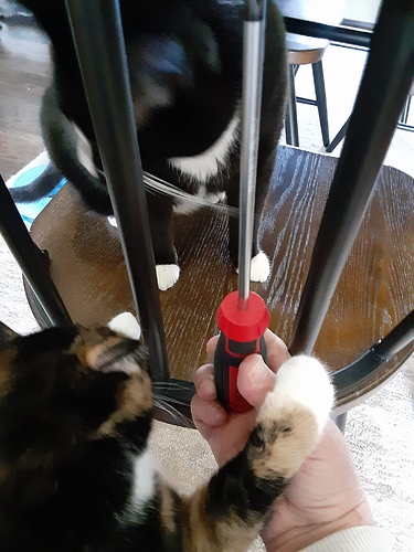 Cats Helping Me Tighten Screw