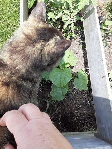 Rascal Helping Weed