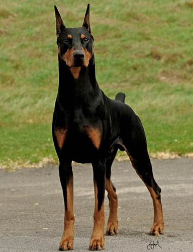 Doberman2