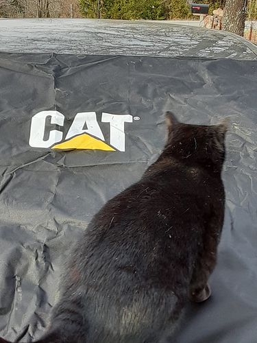 Cats with CAT Windshield Cover 2 1222