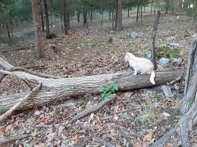 Cotton on Log 102023