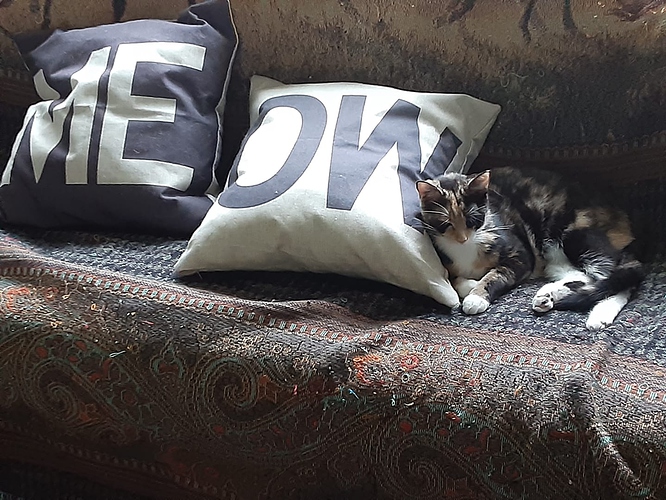 Psalm with Meow Pillows 51521