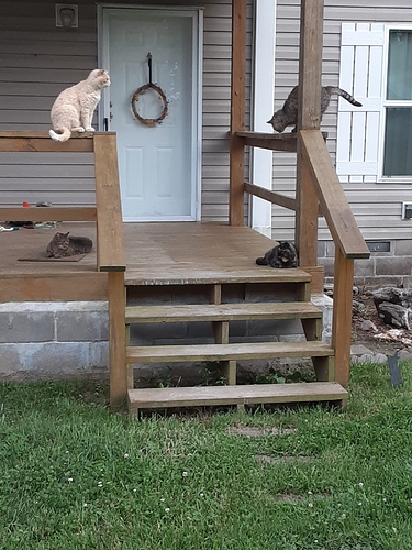 Cotton, Sarge, Rascal, and Satin Waiting on Steps 52124