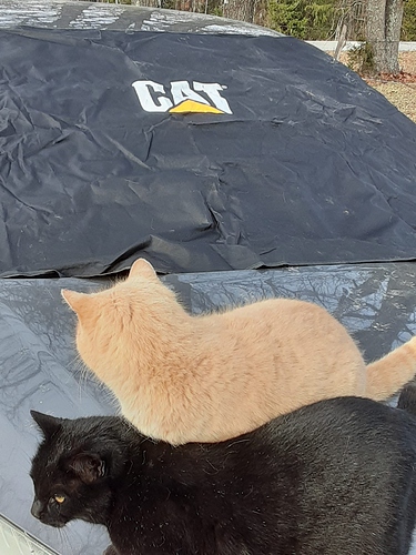 Cats with CAT Windshield Cover 1222