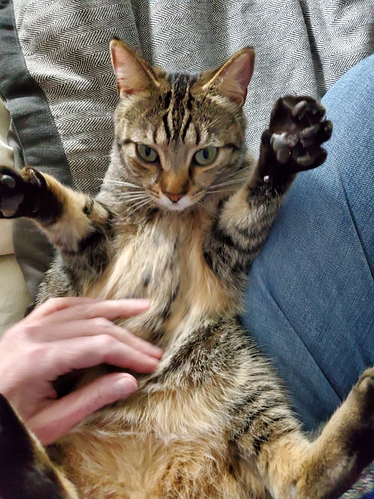 belly